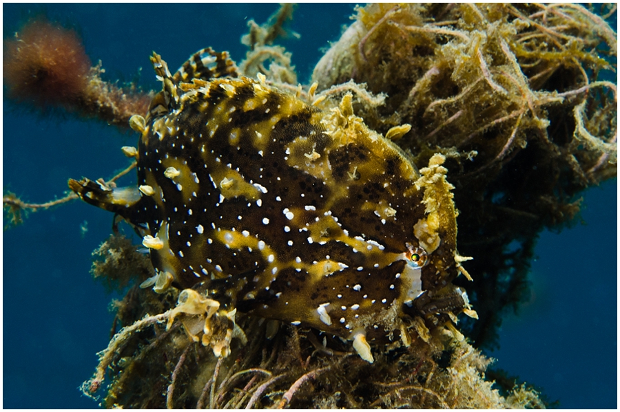 Dominica_0029